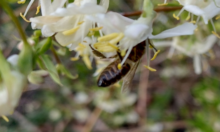Beekeeper loses 140,000 bees to wasps and snow (Derbyshire)