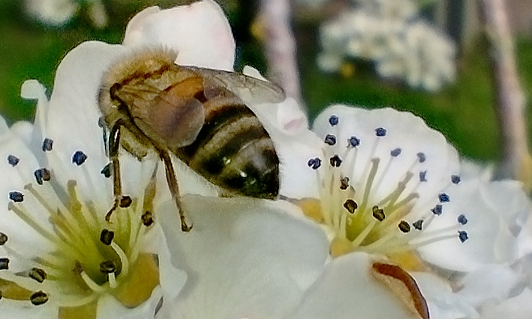 Watch: The importance of Ireland's native black honey bee