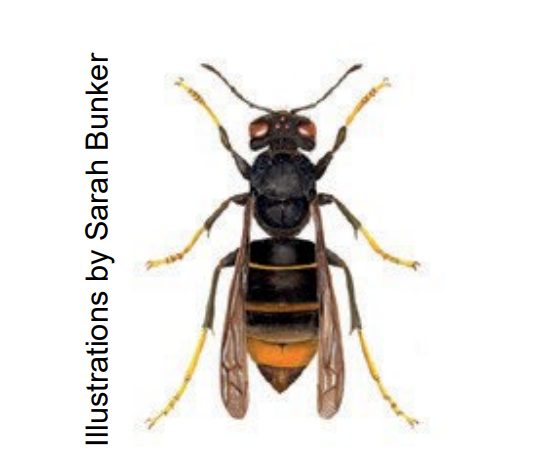 Yellow-Legged Asian Hornet 