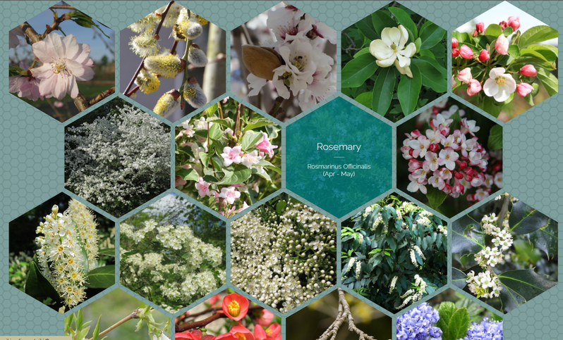 Pollen and Nectar Rich Plants