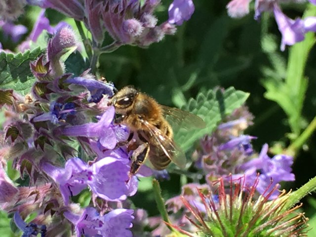 Devon honey bee