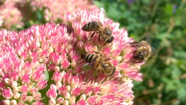 Bees on Sedum